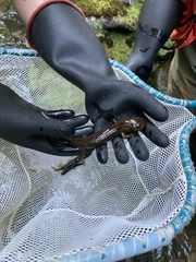 Dicamptodon tenebrosus