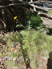 Tanacetum vulgare boreale