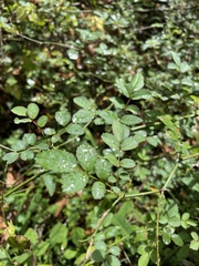 Rosa multiflora
