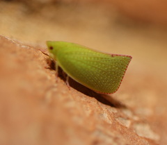Siphanta acuta