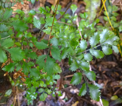Pterophylla sylvicola