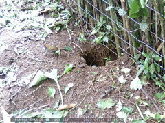 Arremon brunneinucha