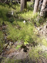 Anemonoides sylvestris