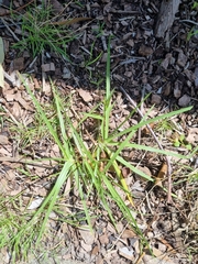 Cenchrus clandestinus