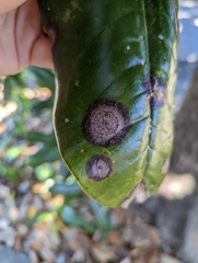 Cephaleuros virescens