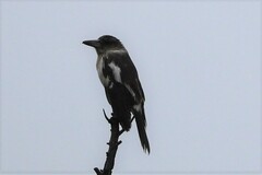 Cracticus nigrogularis