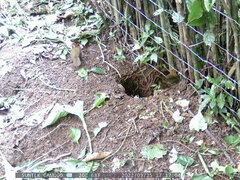 Arremon brunneinucha