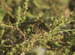 Poecilanthrax lucifer