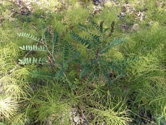 Astragalus schelichowii