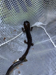 Dicamptodon tenebrosus