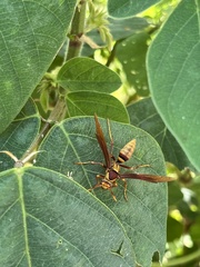 Polistes major