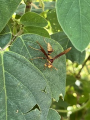 Polistes major