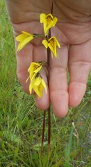 Diuris chryseopsis
