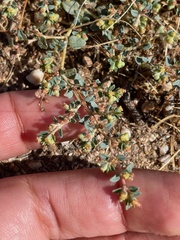 Euphorbia ocellata