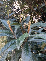 Eriobotrya japonica