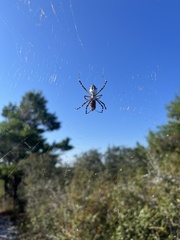 Argiope florida