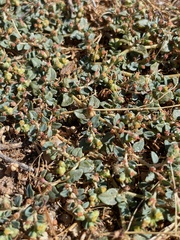 Euphorbia ocellata