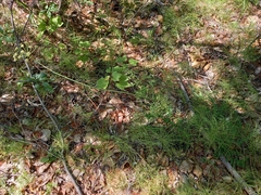 Anthriscus sylvestris