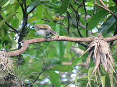 Saltator striatipectus