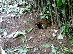 Arremon brunneinucha