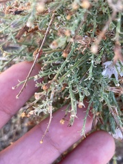 Stephanomeria exigua