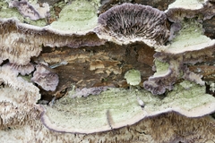 Trichaptum laricinum
