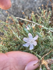 Stephanomeria exigua