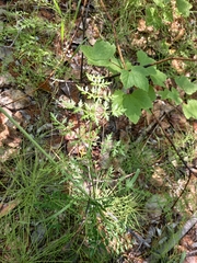 Anthriscus sylvestris