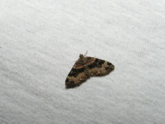 Xanthorhoe lacustrata