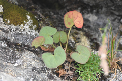 Oxyria digyna