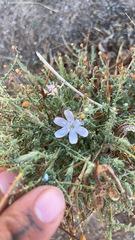 Stephanomeria exigua