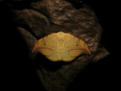 Drepana arcuata