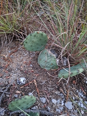 Opuntia cespitosa