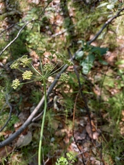 Anthriscus sylvestris