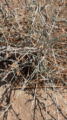 Stephanomeria pauciflora