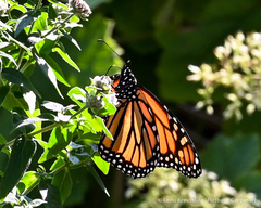 Danaus plexippus plexippus