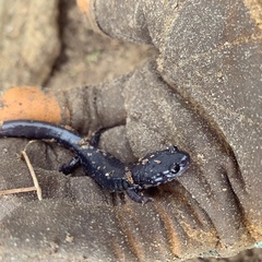 Plethodon chlorobryonis