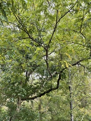 Juglans nigra