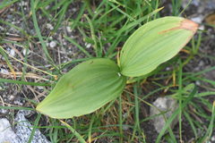 Veratrum viride