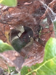 Latrodectus bishopi