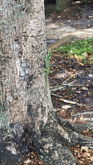 Anolis equestris