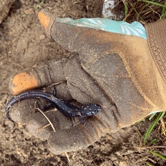 Plethodon chlorobryonis