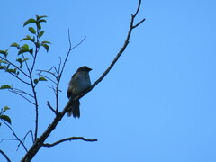 Saltator striatipectus