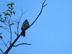 Saltator striatipectus