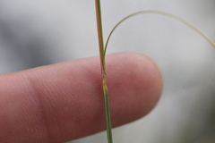 Carex spectabilis