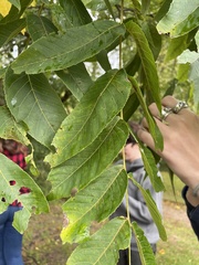Juglans nigra
