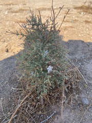 Stephanomeria exigua