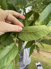 Juglans nigra