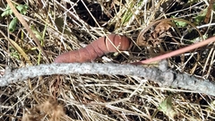 Papilionidae