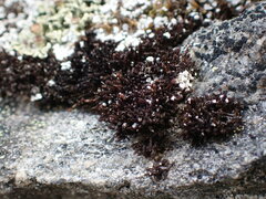 Andreaea